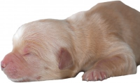 Image of Golden Retriever Puppy - Pawsitive Steps Dog Training