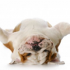 Dogs Behavior - Pawsitive Steps Dog Training