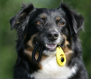 Clicker Training - Paswsitive Steps Dog Training