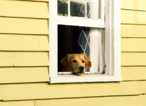 DogSeparationAnxiety-PawsitiveStepsDogTraining